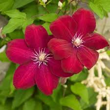 Deep Red Clematis Flower Seeds Drought Tolerant Heirloom NonGMO Organic Garden Seeds for Planting
 
 Sale