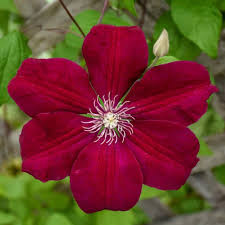 Deep Red Clematis Flower Seeds Drought Tolerant Heirloom NonGMO Organic Garden Seeds for Planting
 
 Sale