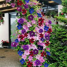 Mixed Clematis Flower Seeds Pollinator Friendly Heirloom NonGMO Organic Garden Seeds for Planting Seeds for Home Garden
 
 Sale