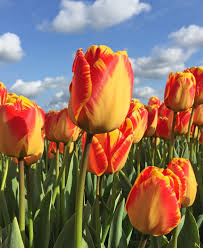 Red Yellow Tulip Flower Seeds Compact Growth Heirloom NonGMO Organic Garden Seeds for Planting
 
 Sale for planting in home garden