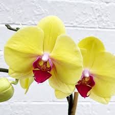 Yellow Red Phalaenopsis Orchid Flower Seeds Perfect for Borders Heirloom NonGMO Organic Garden Seeds for Planting
 
 Sale