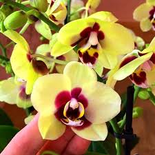 Yellow Red Phalaenopsis Orchid Flower Seeds Perfect for Borders Heirloom NonGMO Organic Garden Seeds for Planting
 
 Sale