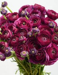Burgundy Ranunculus Flower Seeds Hardy Variety Heirloom NonGMO Organic Garden Seeds for Planting
 
 Sale
