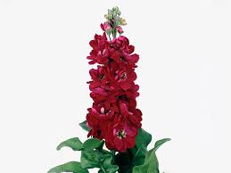 Red Matthiola Incana Flower Seeds Heirloom NonGMO Organic Garden Seeds for Planting
 
 Sale