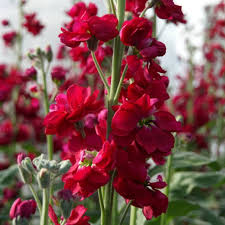 Red Matthiola Incana Flower Seeds Heirloom NonGMO Organic Garden Seeds for Planting
 
 Sale