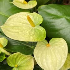 Yellow Anthurium Andraeanum Flower Seeds Pollinator Friendly Heirloom NonGMO Organic Garden Seeds for Planting
 
 Sale