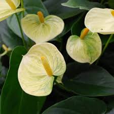 Yellow Anthurium Andraeanum Flower Seeds Pollinator Friendly Heirloom NonGMO Organic Garden Seeds for Planting
 
 Sale