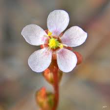 Pink Sundew Flower Seeds for Planting Heirloom NonGMO High Germination Organic Garden Seeds
 
 Sale