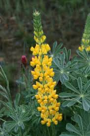 Light Yellow Lupine Flower Seeds for Planting Heirloom NonGMO Hardy High Germination Organic Garden Seeds
 
 Sale