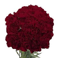 Burgundy Carnations Flower Seeds for Planting – Heirloom NonGMO Wildflower Mix Organic Garden Seeds with High Germinatio