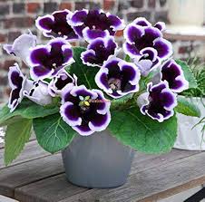Blue Cream Gloxinia Flower Seeds for Planting – Heirloom NonGMO Cut Flower Favorite Organic Garden Seeds with High Germination
 
 Sale