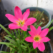Pink Zephyranthes Flower Seeds for Planting – Heirloom NonGMO Colorful Organic Garden Seeds with High Germination
 
 Sale