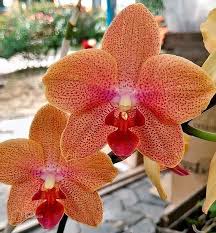 Orange Yellow Phalaenopsis Orchid Seeds for Planting Heirloom NonGMO Seasonal Bloomer High Germination
 
 Sale