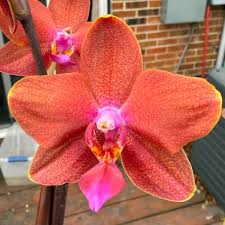 Dark Orange Phalaenopsis Orchid Seeds for Planting – Heirloom NonGMO Drought Tolerant Organic Garden Seeds with High Germination
 
 Sale
