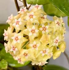 Pale Yellow Hoya Flower Seeds for Planting – Heirloom NonGMO Compact Organic Garden Seeds with High Germination
 
 Sale