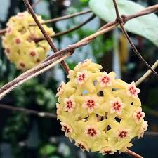 Pale Yellow Hoya Flower Seeds for Planting – Heirloom NonGMO Compact Organic Garden Seeds with High Germination
 
 Sale