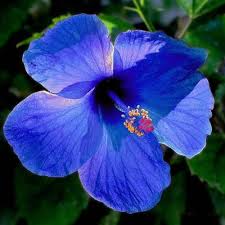 Blue Orange Hibiscus Flower Seeds for Planting – Heirloom NonGMO Long Bloom Organic Garden Seeds with High Germination
 
 Sale