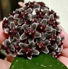 Black Red Hoya Flower Seeds for Planting – Heirloom NonGMO High Germination Organic Garden Seeds
 
 Sale