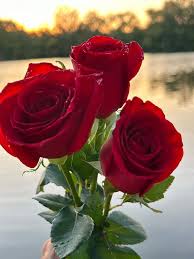 Red Rose Flower Seeds for Planting – Heirloom NonGMO High Germination Organic Garden Seeds for Home Gardens
 
 Sale