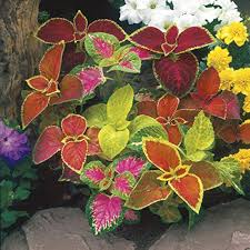 Green Coleus Seeds for Planting – Heirloom NonGMO High Germination Organic Garden Seeds Hardy ShadeLoving Variety
 
 Sale