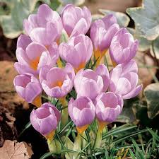 Baby Pink Crocus Flower Seeds for Planting – Heirloom NonGMO High Germination Organic Garden Seeds Easy to Grow
 
 Sale