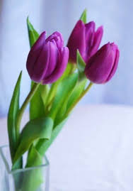 Purple Tulip Flower Seeds for Planting – Heirloom NonGMO High Germination Organic Garden Seeds Garden Favorite
 
 Sale