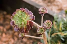 Brown Green Succulent Flower Seeds for Planting – Heirloom NonGMO High Germination Organic Garden Seeds Vibrant Colors
 
 Sale