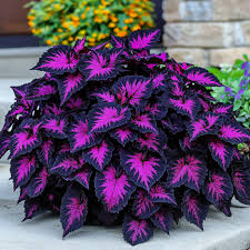 Black Coleus Flower Seeds for Planting – Heirloom NonGMO High Germination Organic Garden Seeds Premium Quality
 
 Sale