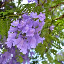 Lavender Jacaranda Flower Seeds for Planting Heirloom NonGMO Shade Tolerant High Germination
 
 Sale
