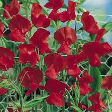 Red Sweet Pea Flower Seeds for Planting Heirloom NonGMO Sun Loving High Germination Garden Seeds
 
 Sale