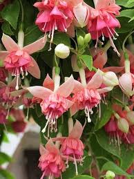 Peach Fuchsia Flower Seeds for Planting Heirloom NonGMO Cottage Garden Organic Seeds
 
 Sale