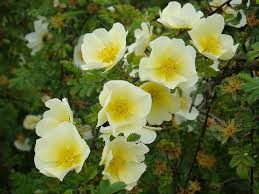 Yellow White Rosa Xanthina Flower Seeds for Planting Heirloom NonGMO PollinatorFriendly Organic Seeds
 
 Sale