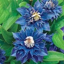 Dark Blue Clematis Flower Seeds for Planting Heirloom NonGMO Long Bloom Organic Garden Seeds
 
 Sale