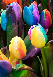 Rainbow Tulip Flower Seeds for Planting Heirloom NonGMO EasytoGrow Organic Garden Seeds for Spring Color
 
 Sale