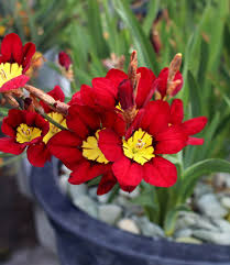 Blue Red Sparaxis Flower Seeds for Planting – Heirloom NonGMO Organic Garden Seeds High Germination
 
 Sale