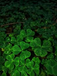 Khaki Green Four Leaf Clover Seeds for Planting – Heirloom NonGMO Organic Garden Seeds High Germination
 
 Sale