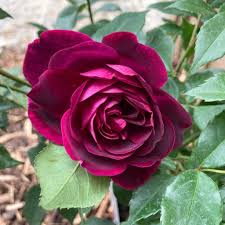 Burgundy Rose Flower Seeds for Planting – Heirloom NonGMO Organic Garden Seeds High Germination Wildflower Mix
 
 Sale