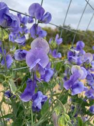 Purple Sweet Pea Flower Seeds for Planting – Heirloom NonGMO Organic Garden Seeds High Germination Cut Flower Favorite
 
 Sale