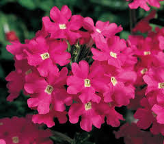Pink Verbena Flower Seeds for Planting – Heirloom NonGMO Organic Garden Seeds High Germination Cut Flower Favorite
 
 Sale