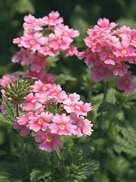 Pink Verbena Flower Seeds for Planting – Heirloom NonGMO Organic Garden Seeds High Germination Cut Flower Favorite
 
 Sale