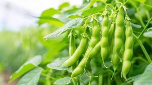 Green Tepary Bean Planting Seeds - Vegetable Garden Seeds