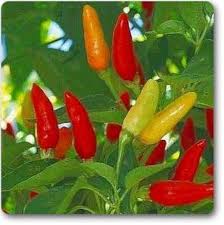Red & Yellow Tabasco Pepper Seeds for Vegetable Gardens