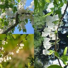 White Carolina Silverbell Tree Seeds for Planting