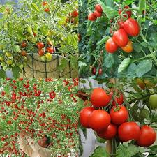 Red Vegetable Tomato Seeds for Planting