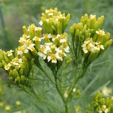 Yellow Tagetes Minuta Flower seeds for Planting - Drought Tolerant, Heirloom & GMO Free Seeds for Home Garden