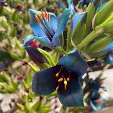 Sea Blue Puya Alpestris Planting Seeds for Exotic Garden Displays - Seeds for Unique and Striking Floral Arrangements