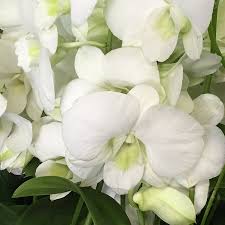 White Dendrobium Flower seeds for Planting - Easy to Grow, Heirloom & GMO Free Seeds for Home Garden