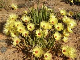 Yellow Cephalophyllum Pillansii Flower seeds for Planting - Vibrant Colors, Heirloom & GMO Free Seeds for Home Garden
