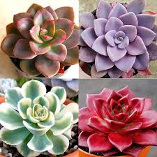 Color ECHEVERIA Mix, Rare Exotic Succulent Hen & Chicks Seed Flowering Seeds