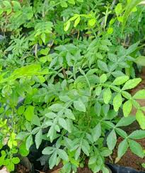 Chipilin Guatemalan Vegetable Seeds for Planting